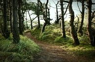 Trail into the unknown by Heiko Harders thumbnail