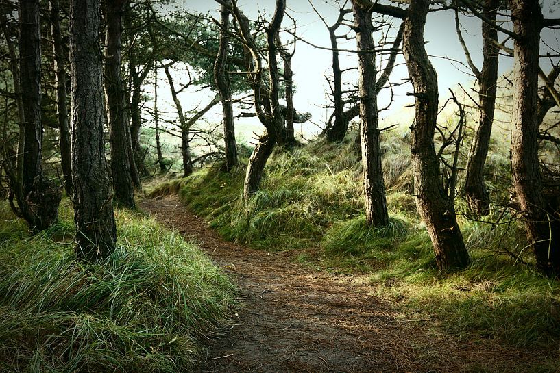 Trail into the unknown by Heiko Harders