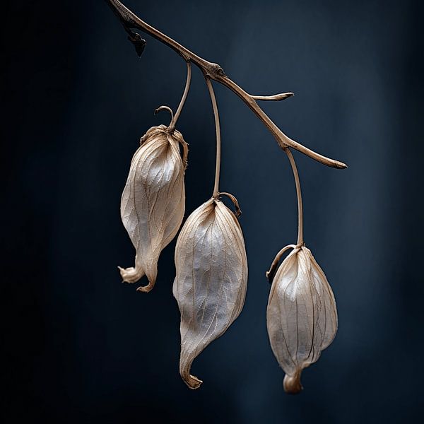 Tenderly Layered Time: Dried Seeds as Living History by Karina Brouwer