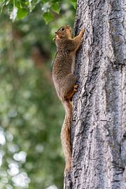 Squirrel climbs a tree by Jeroen van Deel