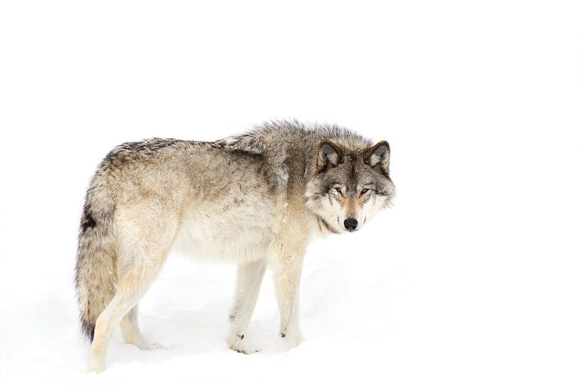 Canadian Timber Wolf zu Fuß durch den Schnee, Jim Cummings von 1x