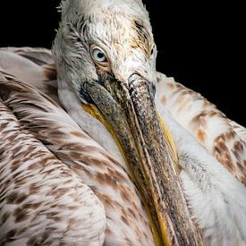 Pelican by Michel van den Hoven