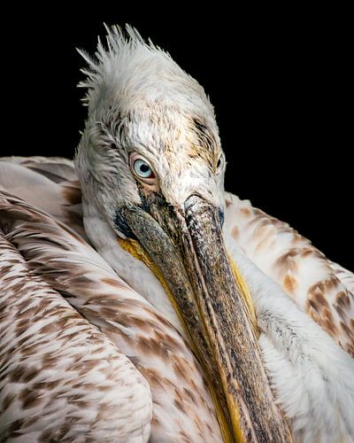 Pelican by Michel van den Hoven