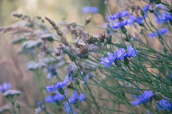 Lumière du soir en pleine floraison