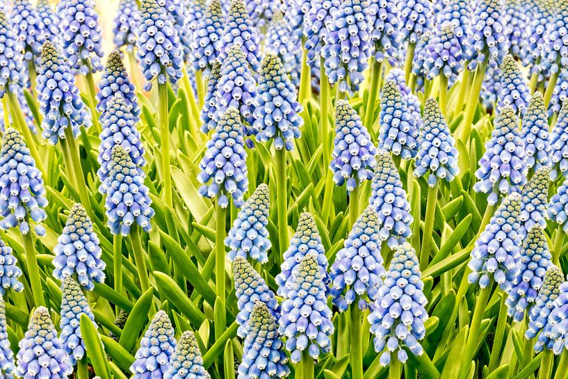 Blauwe druifjes by eric van der eijk
