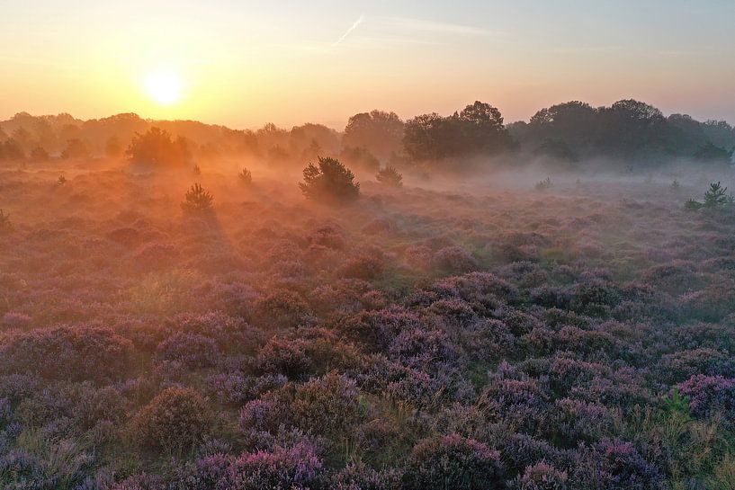Aerial view of a beautiful sunrise in National Park De Hoge Veluwe in the Netherlands by Eye on You