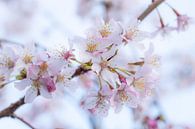 Blühen im eigenen Garten von Clazien Boot Miniaturansicht