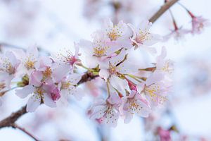 S'épanouir dans son propre jardin