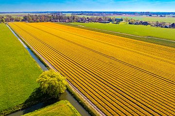 Tulips blossoming in a field in Holland by Sjoerd van der Wal Photography