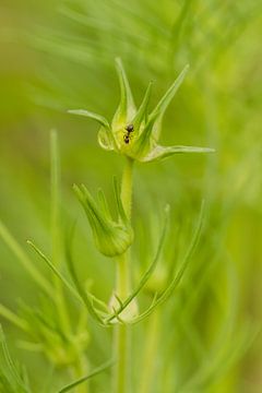 Zwarte mier op groene plant