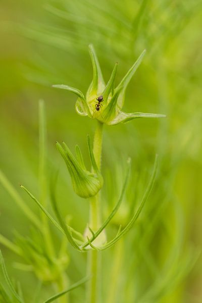 Schwarze Ameise auf grüner Pflanze von Moetwil en van Dijk - Fotografie