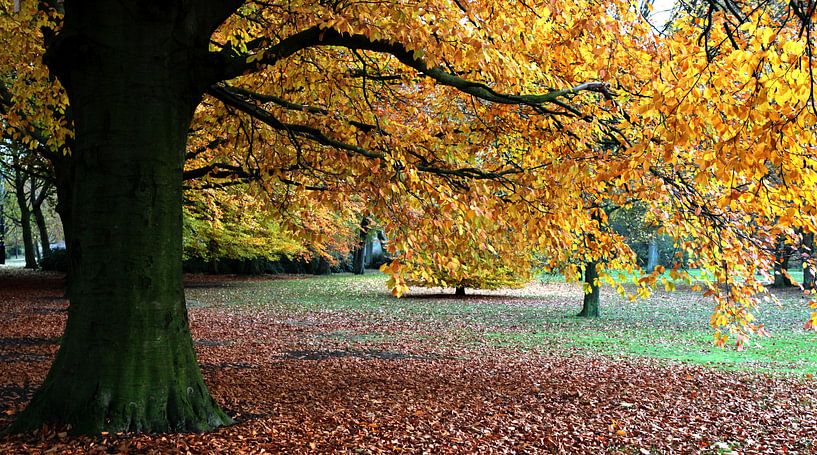 HERBSTFARBEN von Ad van Amelsfoort