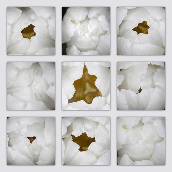 close up bouquet white tulip von Tessy Graas