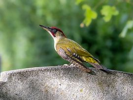 Green woodpecker in Vienna