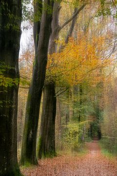 Boslaan in de herfst van Franke de Jong