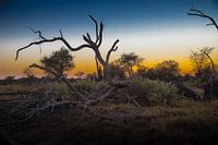 Betoverende zonsondergang in Chobé Botswana