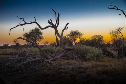Betoverende zonsondergang in Chobé Botswana