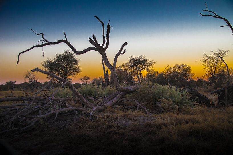 Coucher de soleil enchanteur à Chobé Botswana par De wereld door de ogen van Hictures