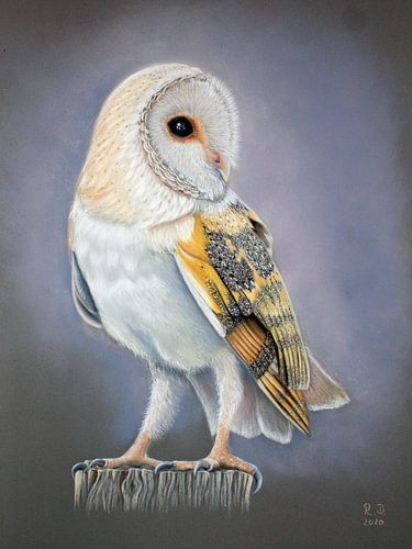 Barn Owl
