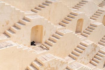 Step well into India with dogs