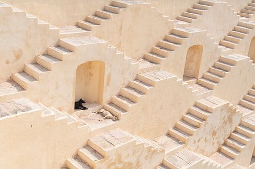 Mit Hunden gut in Indien ankommen