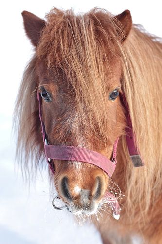 Pony in de sneeuw