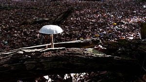 champignon de porcelaine solitaire