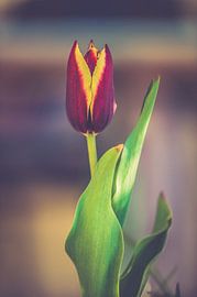 Tulip van Jimena Egger