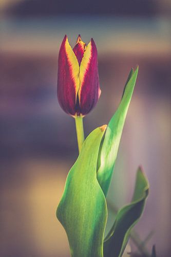 Tulip