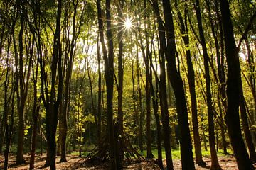 Autumn forest