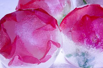 Wild roses in ice 1 van Marc Heiligenstein