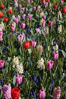 Bloemen veld