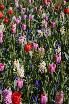 Champ de fleurs sur Esther de Cuijper