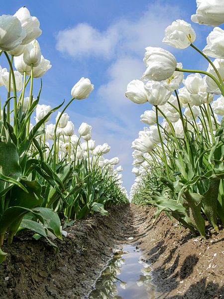 Tulipes hollandaises par Odette Kleeblatt