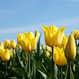 blooming tulips in spring on a tulip field by Heiko Kueverling