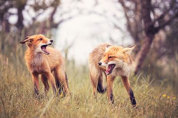 Who's the boss? Foxes have disagreements by mirka koot