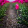 Tulpen pad van Richard Nell