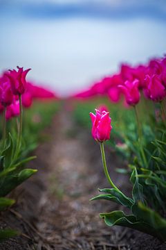Tulpen pad van Richard Nell