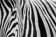 Zwart-wit close-up van een steppezebra / zebra  - Etosha, Namibië van Martijn Smeets thumbnail