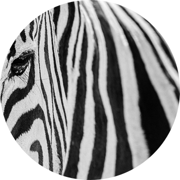 Zwart-wit close-up van een steppezebra / zebra  - Etosha, Namibië van Martijn Smeets