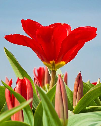 Red tulip in bloom