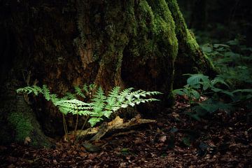 The fern on the tree