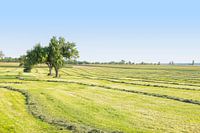 Gemaaide weide met fruitbomen