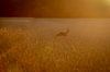 Ree in graanakker bij ondergaande zon van Marcel Runhart thumbnail