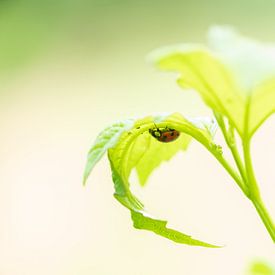 Marienkäfer in Frühlingsgrün von Annette Schoof