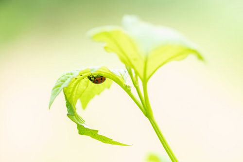 Marienkäfer in Frühlingsgrün von Annette Schoof
