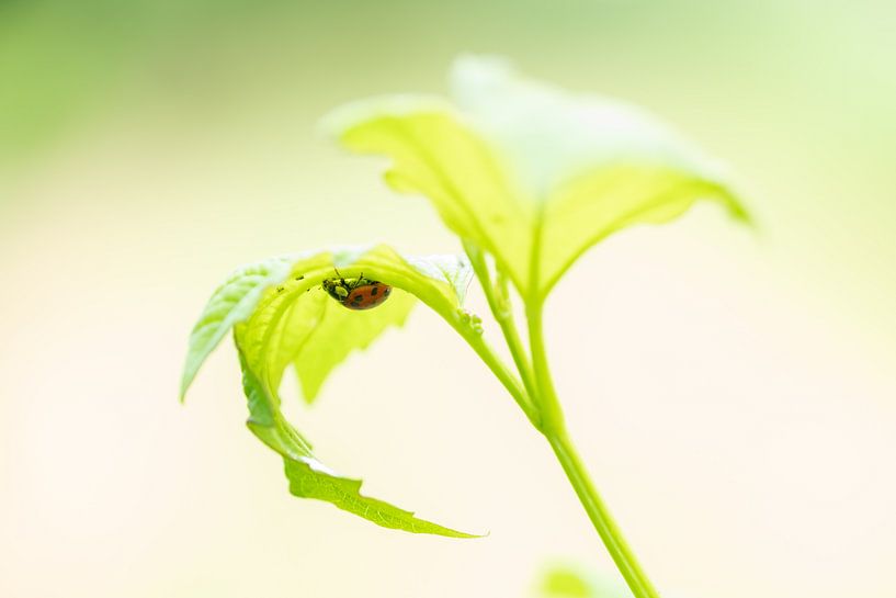 ladybird in spring green by Annette Schoof