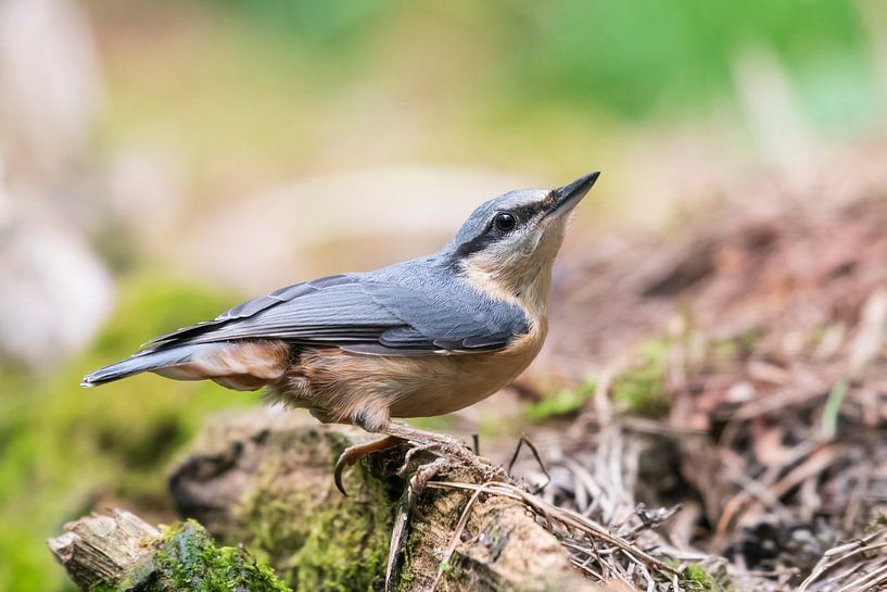 Nuthatch by Merijn Loch