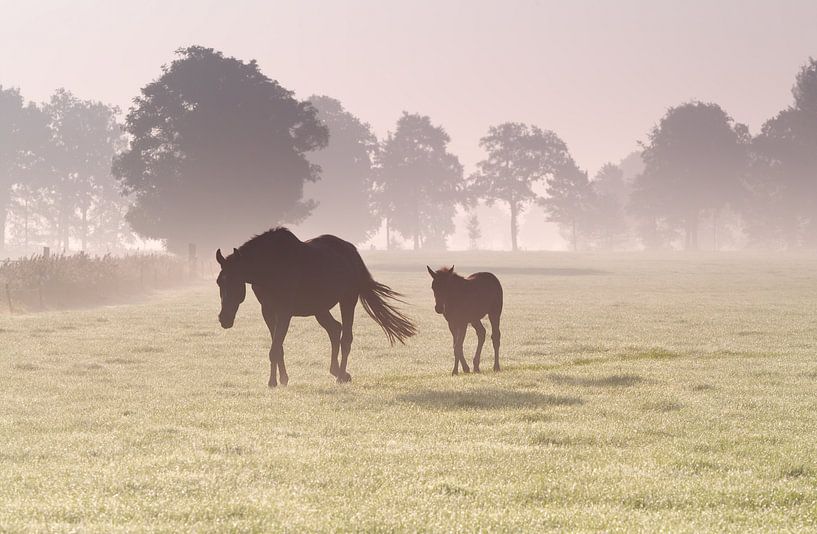 Misty walk von Olha Rohulya