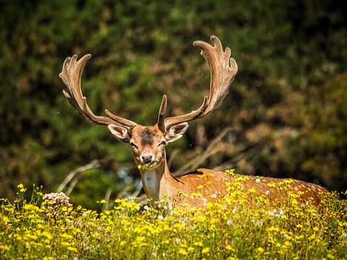 fallow deer